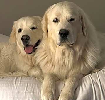 Photo of Magnus (bonded with Maggie)