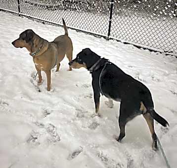 Photo of Roscoe and Ziggy