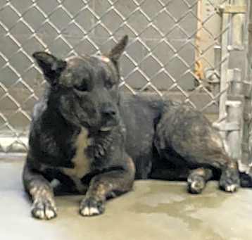 Photo of Otis