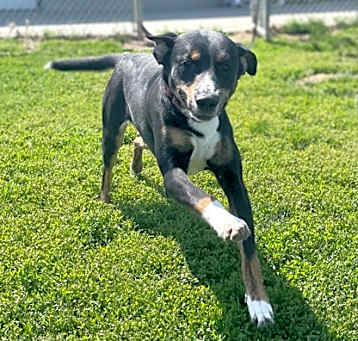 Photo of Chase