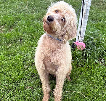 Photo of Maverick