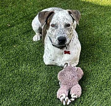 Photo of Bluey