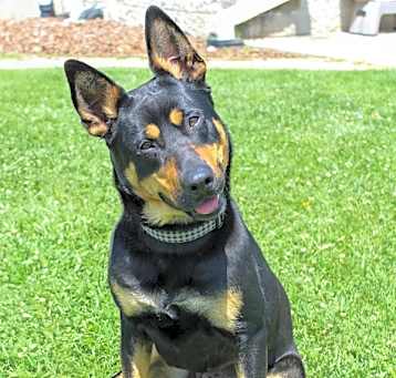 Photo of Roxy