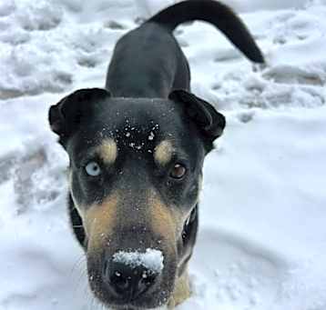 Photo of Chomper- Loves Female Dogs & Potty Trained!