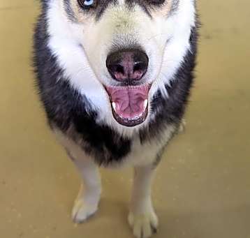 Photo of Denali
