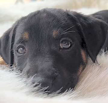 Photo of Panda