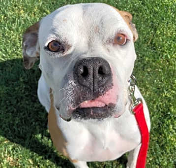 Photo of Bailey