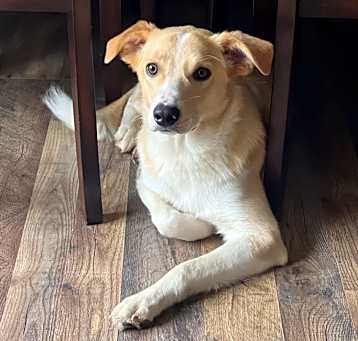 Photo of Milo