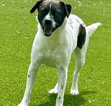 Photo of Bruno
