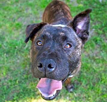 Photo of Bruin