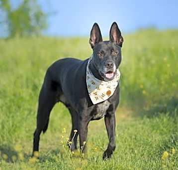 Photo of Blaze IV