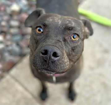 Photo of Cocoa III