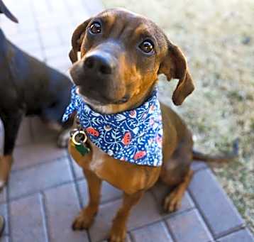 Photo of Artemis VI