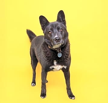 Photo of Ollie
