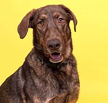 Photo of Dusty