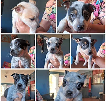 Photo of Heeler Billy Litter