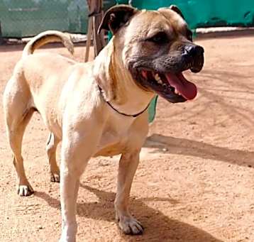 Photo of Diesel -