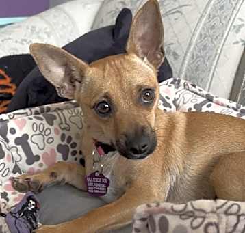 Photo of Peanut Butter