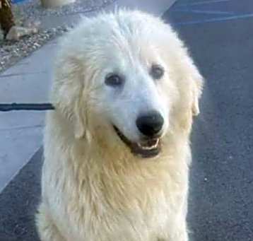 Photo of Yeti