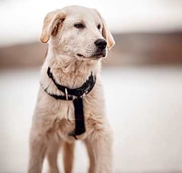 Photo of Tank