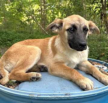Photo of Gunner