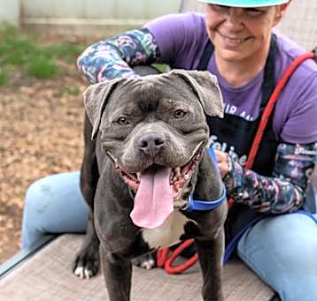 Photo of Dander- IN FOSTER