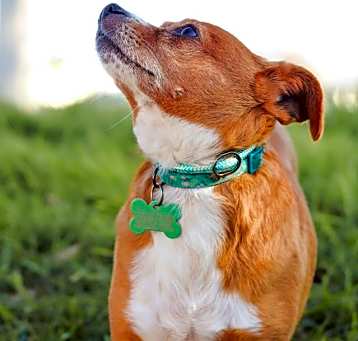 Photo of Pumpkin