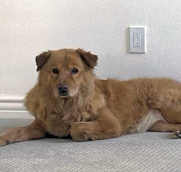 Photo of Gingerbread