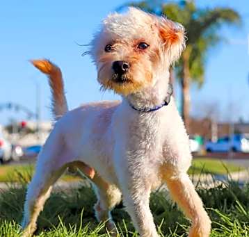Photo of Barnum