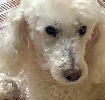 Photo of Remy