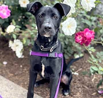 Photo of Truffle