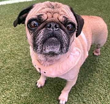 Photo of Suni *special needs*