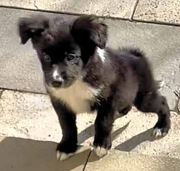 Photo of Munchkin