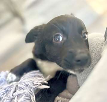 Photo of Pipsqueak