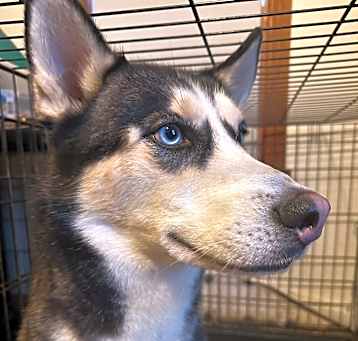 Photo of Bandit