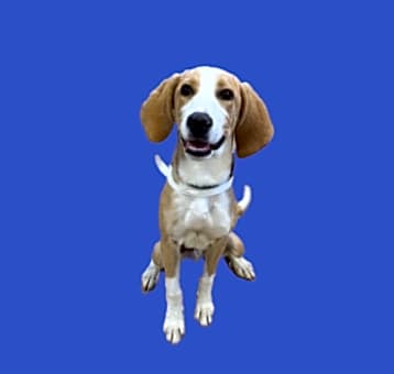 Photo of Juniper