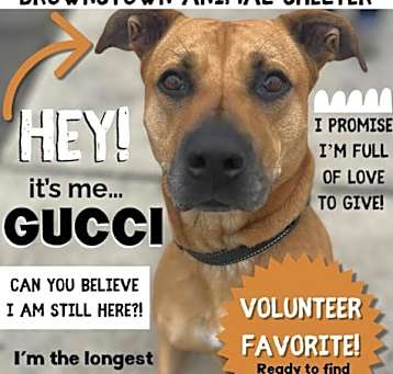Photo of GUCCI **LONGEST RESIDENT**