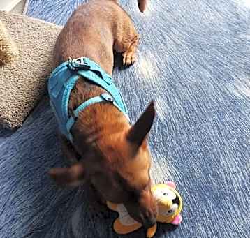 Photo of Churro