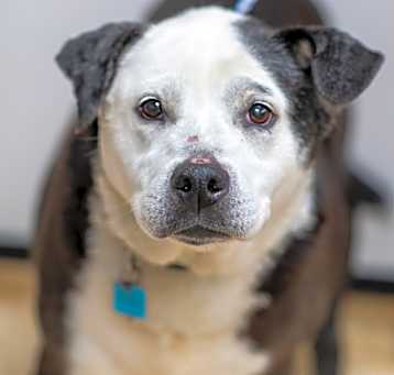 Photo of DAISY-29706