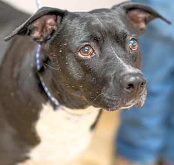 Photo of NYLAH-29708
