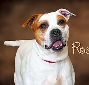 Photo of Rosie