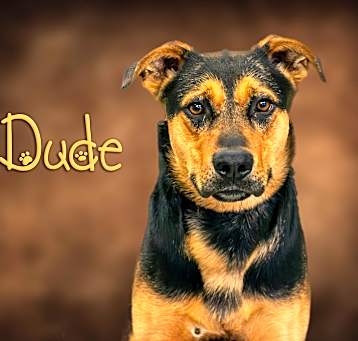 Photo of Dude