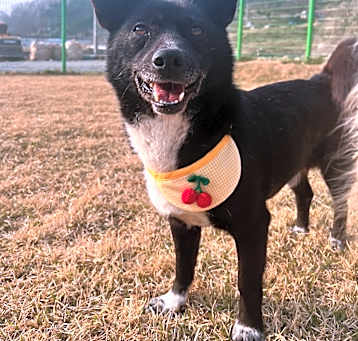 Photo of SUBAK