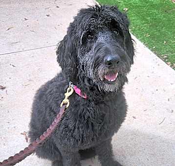 Photo of Big Bella