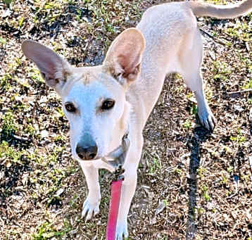 Photo of Milly $70 Adoption Fee