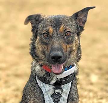 Photo of Wren