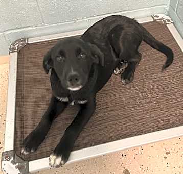 Photo of Nugget 5751