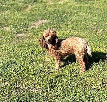 Photo of Penny