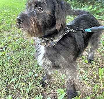 Photo of HARRISON (OWNER PLACEMENT ONLY--EMAIL OWNER)