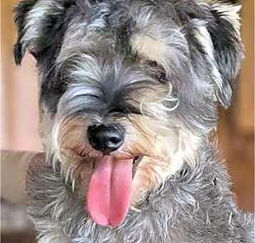 Photo of Otto